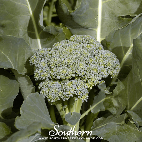 Di Cicco Broccoli – 200 Seeds, additional product view 2