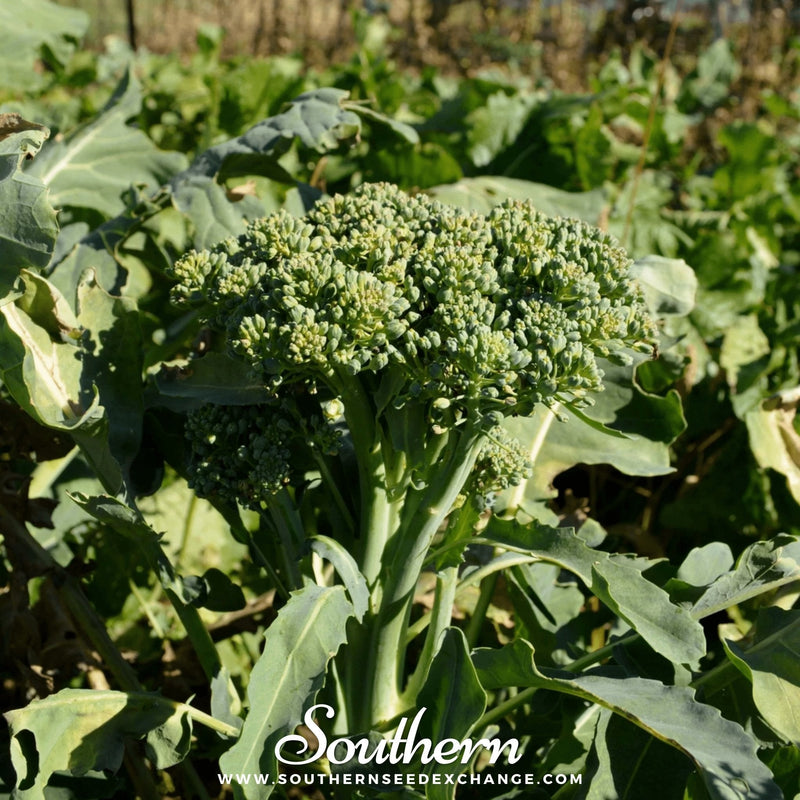 Load image into Gallery viewer, Di Cicco Broccoli – 200 Seeds
