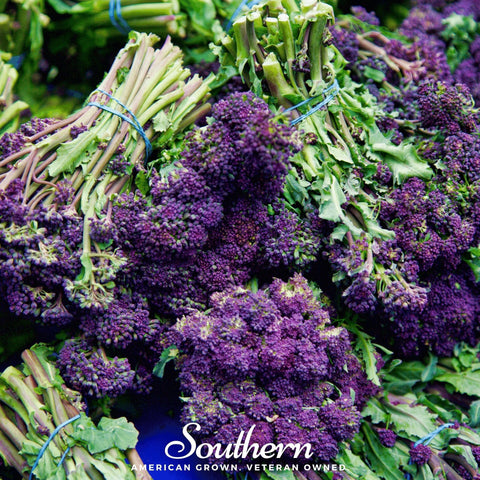 Purple Sprouting Broccoli – 100 Seeds, additional product view 2