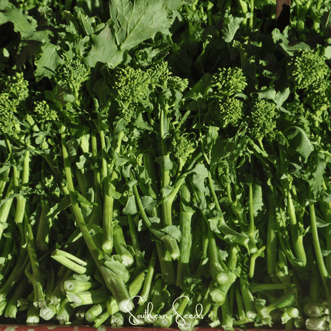 Rapini Raab Broccoli – 100 Seeds, additional product view 2