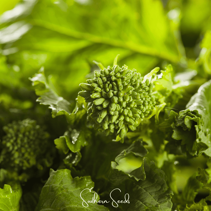 Load image into Gallery viewer, Rapini Raab Broccoli – 100 Seeds
