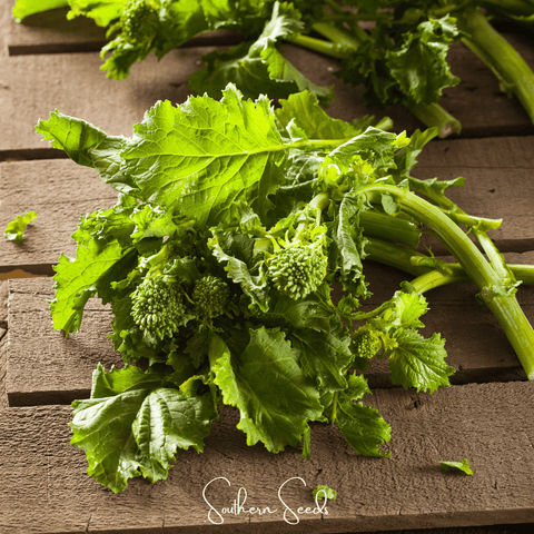Rapini Raab Broccoli 100 Seeds