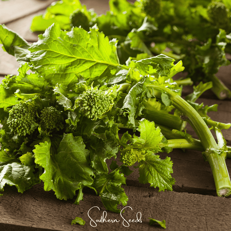 Load image into Gallery viewer, Rapini Raab Broccoli – 100 Seeds
