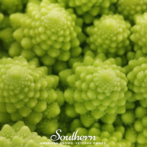 Romanesco Broccoli – 100 Seeds, additional product view 2