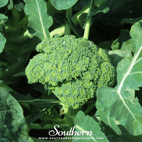 Waltham 29 Broccoli – 100 Seeds, additional product view 2
