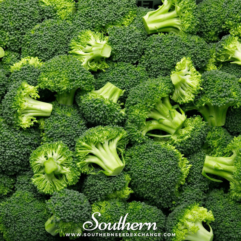 Load image into Gallery viewer, Waltham 29 Broccoli – 100 Seeds
