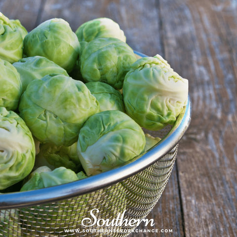 Catskill Brussels Sprouts – 250 Seeds, additional product view 2