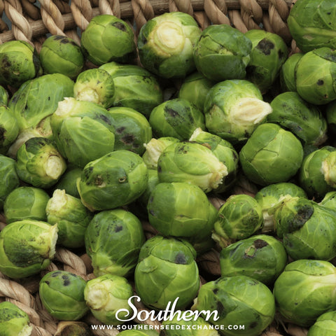 Catskill Brussels Sprouts seeds package, 250 count, GrowTime Garden Supply