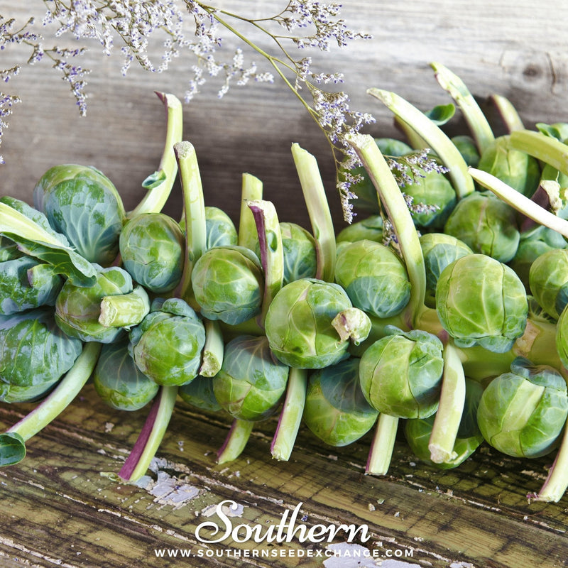 Load image into Gallery viewer, Catskill Brussels Sprouts – 250 Seeds
