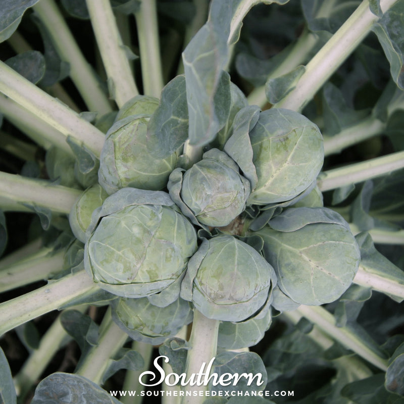 Load image into Gallery viewer, Catskill Brussels Sprouts – 250 Seeds
