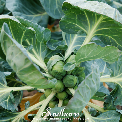 Long Island Improved Brussels Sprouts – 250 Seeds, additional product view 2