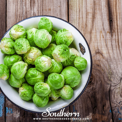 Long Island Improved Brussels Sprouts seeds package, 250 count, GrowTime Garden Supply