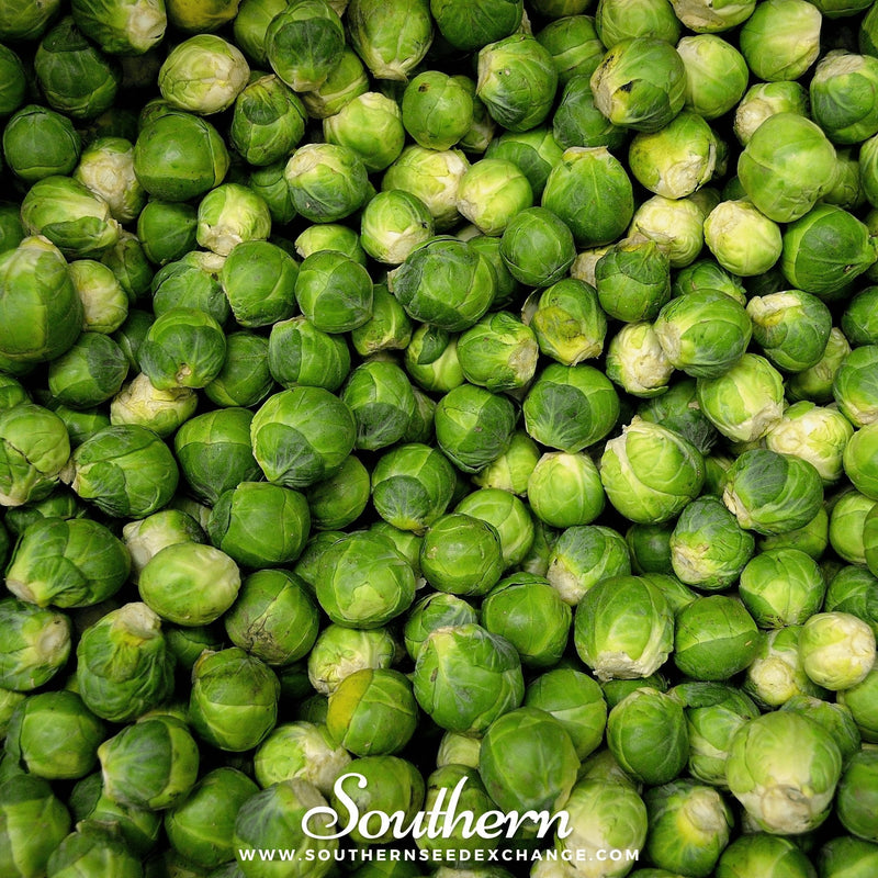 Load image into Gallery viewer, Long Island Improved Brussels Sprouts – 250 Seeds
