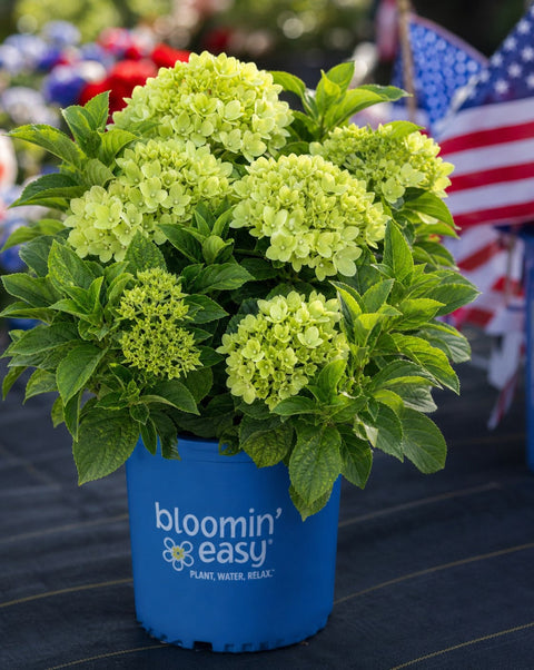 Bubble Bath hardy hydrangea