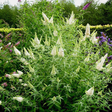 Buzz Ivory butterfly bush