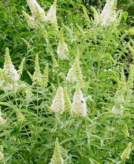 Load image into Gallery viewer, Buzz® Ivory Butterfly Bush | Buzz Buddleia Collection
