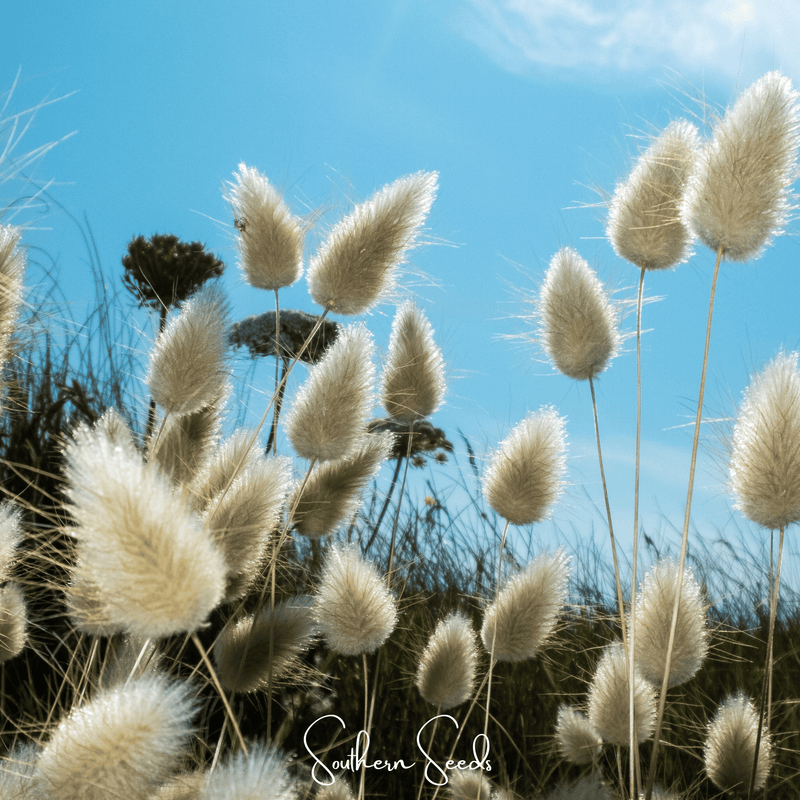 Load image into Gallery viewer, Bunny Tails – 50 Seeds
