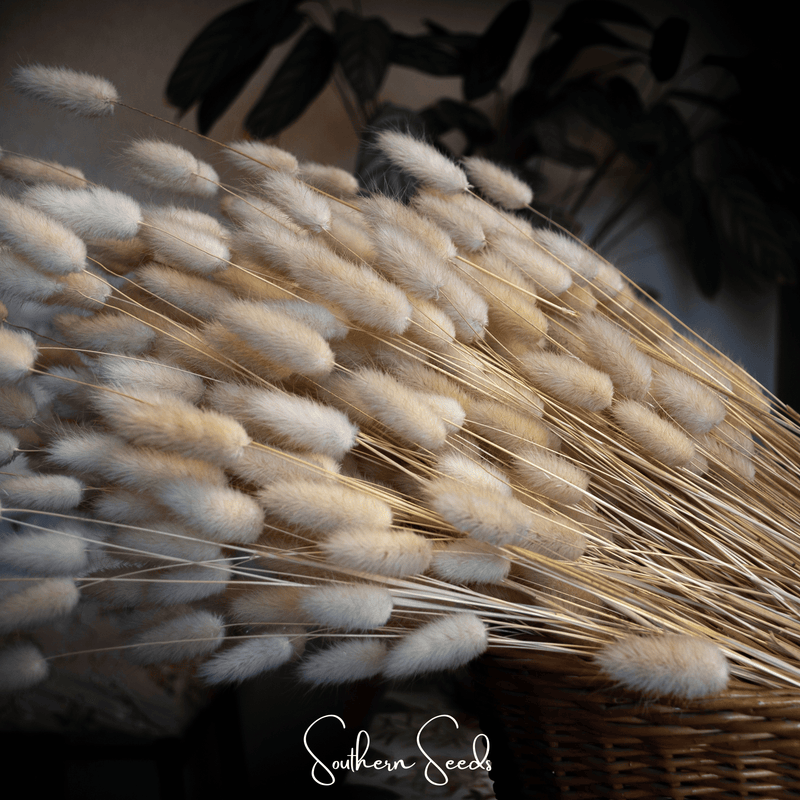 Load image into Gallery viewer, Bunny Tails – 50 Seeds
