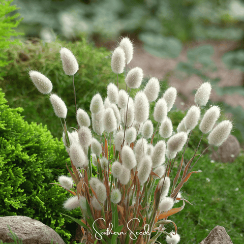 Bunny Tails 50 Seeds
