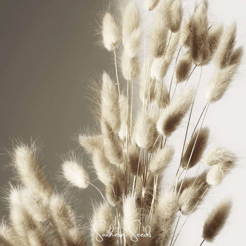 Load image into Gallery viewer, Bunny Tails – 50 Seeds
