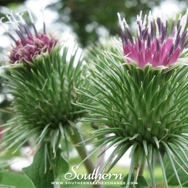 Load image into Gallery viewer, Burdock – 50 Seeds
