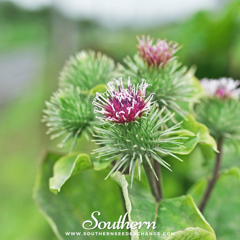 Load image into Gallery viewer, Burdock – 50 Seeds
