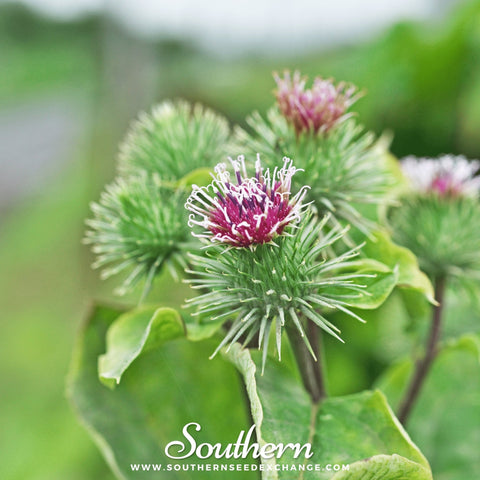 Burdock seeds package, 50 count, GrowTime Garden Supply