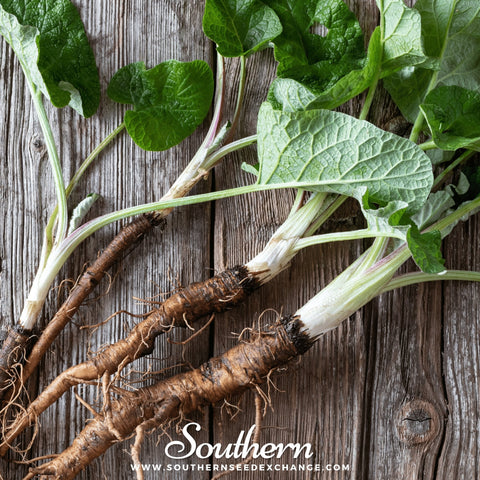 Burdock – 50 Seeds, additional product view 2
