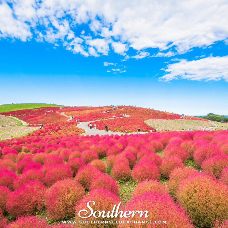 Load image into Gallery viewer, Burning Bush – 100 Seeds

