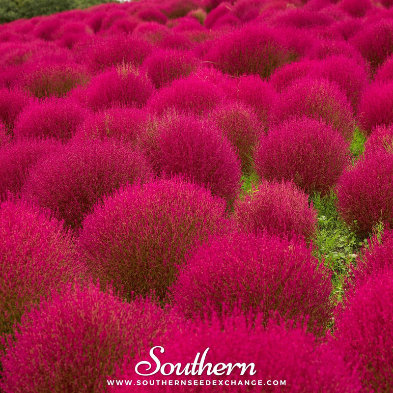 Load image into Gallery viewer, Burning Bush – 100 Seeds
