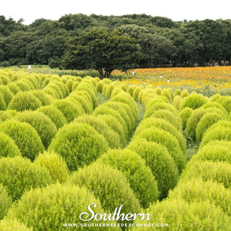 Load image into Gallery viewer, Burning Bush – 100 Seeds
