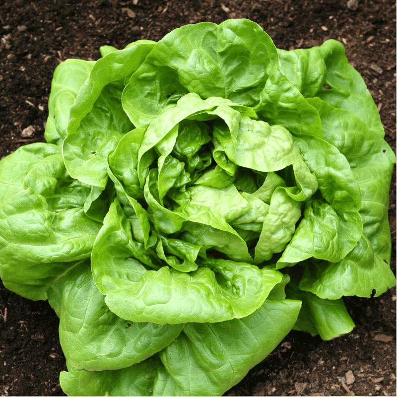 Load image into Gallery viewer, Buttercrunch Lettuce – 500 Seeds
