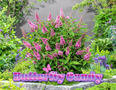 Butterfly Candy™ Butterfly Series | New Introduction for 2023 | 4 Exciting Colors