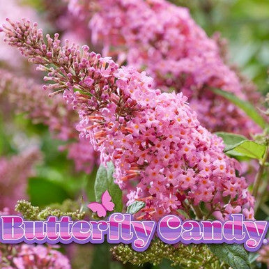 Butterfly Candy™ Butterfly Series | New Introduction for 2023 | 4 Exciting Colors