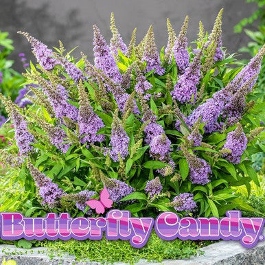 Butterfly Candy Lil Lavender butterfly bush