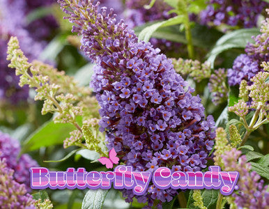 Butterfly Candy™ 'Lil Lavender'™ Butterfly Bush, additional product view 2