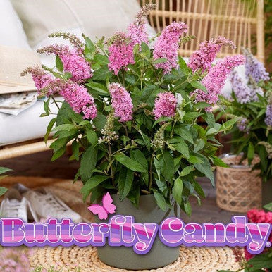 Butterfly Candy Lil Taffy butterfly bush