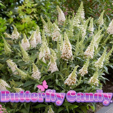 Butterfly Candy™ Butterfly Series | New Introduction for 2023 | 4 Exciting Colors