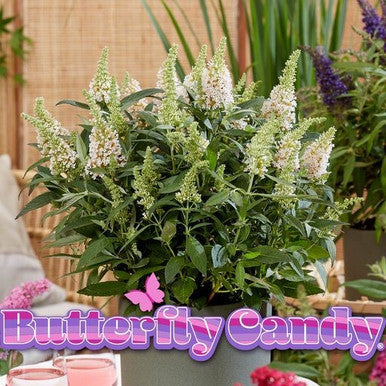 Butterfly Candy Lil Coconut butterfly bush