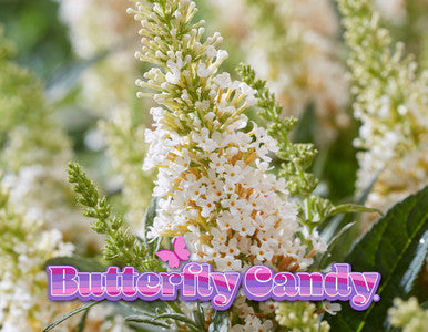 Load image into Gallery viewer, Butterfly Candy™  'Lil Coconut '™ Butterfly Bush
