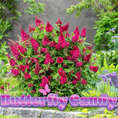 Load image into Gallery viewer, Butterfly Candy™  'Lil Raspberry'™ Butterfly Bush
