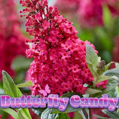 Butterfly Candy™ Butterfly Series | New Introduction for 2023 | 4 Exciting Colors, additional product view 2