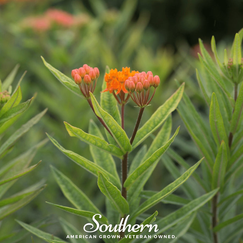 Load image into Gallery viewer, Orange Butterfly Weed – 35 Seeds
