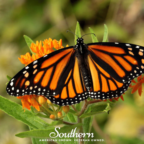 Orange Butterfly Weed – 35 Seeds, additional product view 2