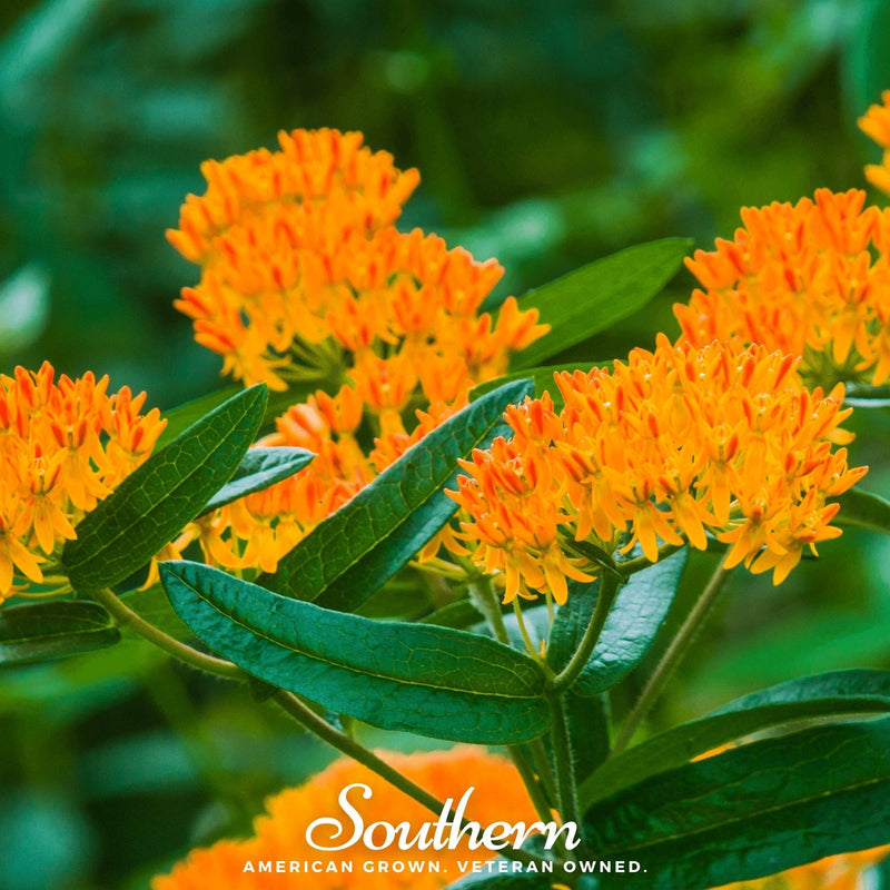 Load image into Gallery viewer, Orange Butterfly Weed – 35 Seeds

