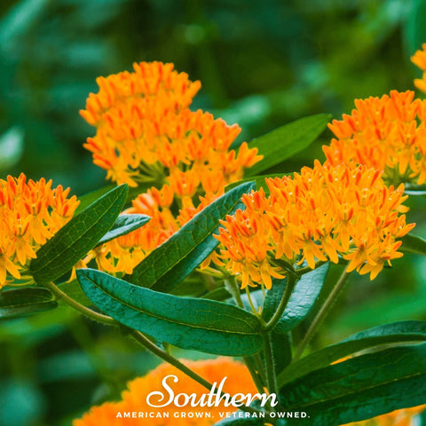 Orange Butterfly Weed 35 Seeds