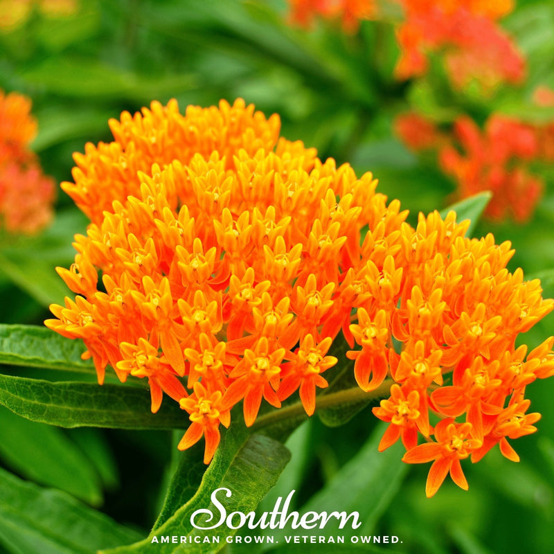 Load image into Gallery viewer, Orange Butterfly Weed – 35 Seeds
