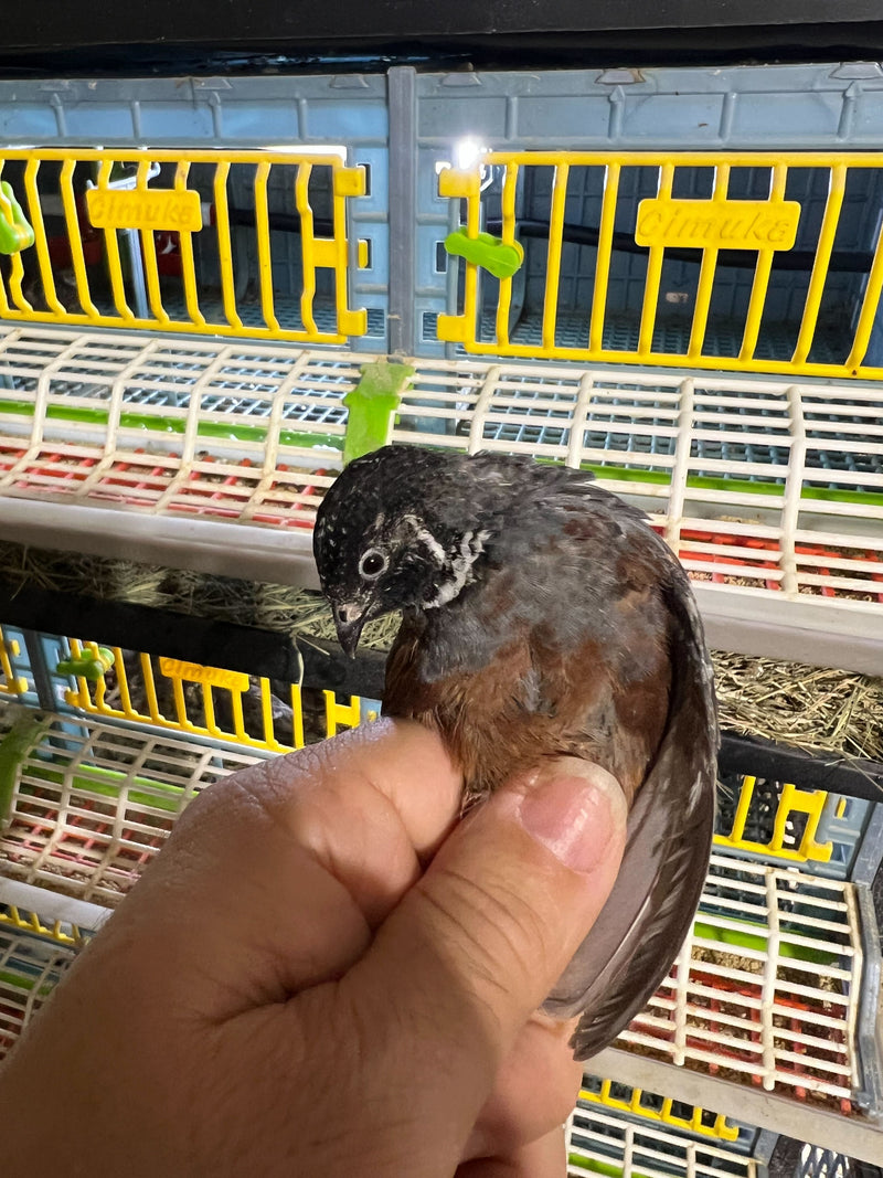 Load image into Gallery viewer, Button Quail Eggs -Eggs for Hatching
