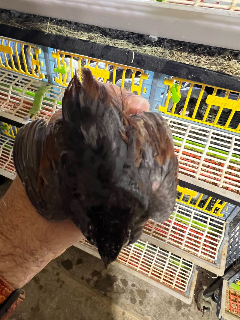 Load image into Gallery viewer, Button Quail Eggs -Eggs for Hatching
