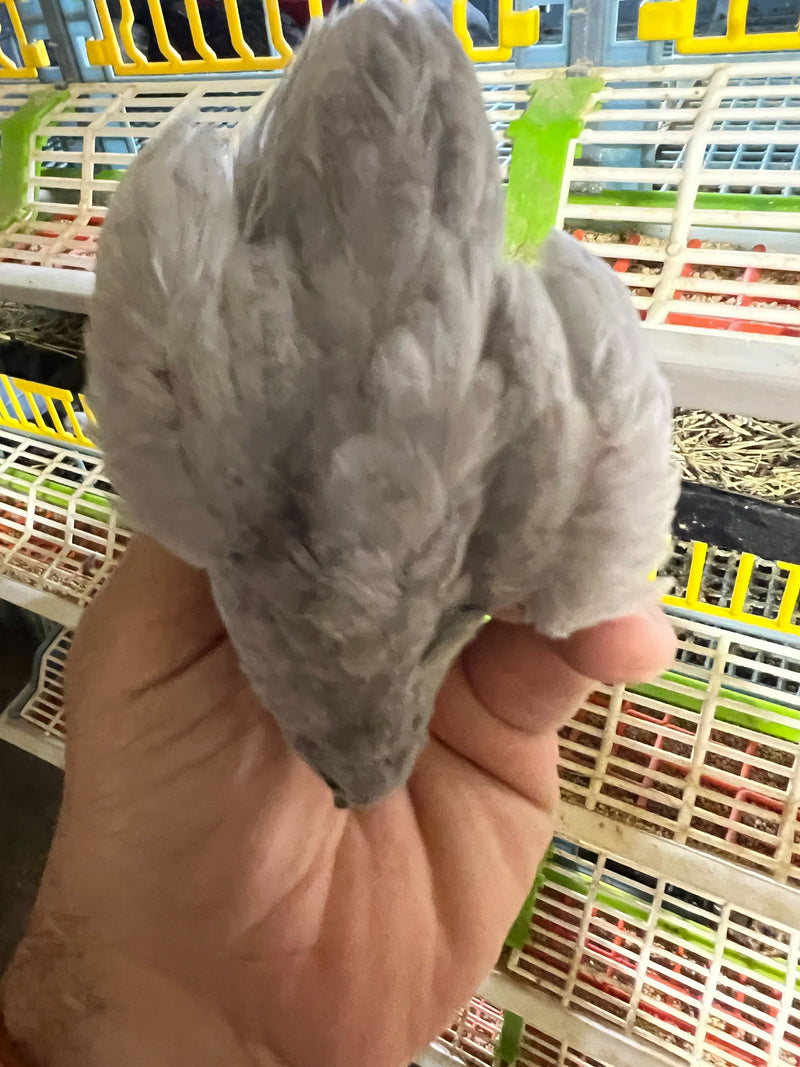 Load image into Gallery viewer, Button Quail Eggs -Eggs for Hatching
